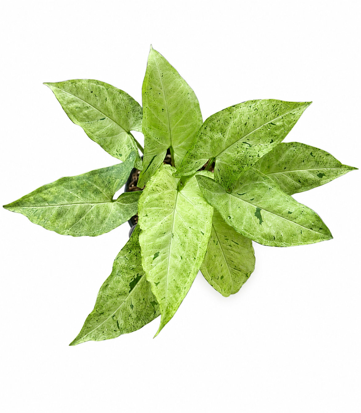 Syngonium Oregano