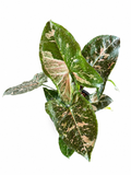 Syngonium Panda Galaxy