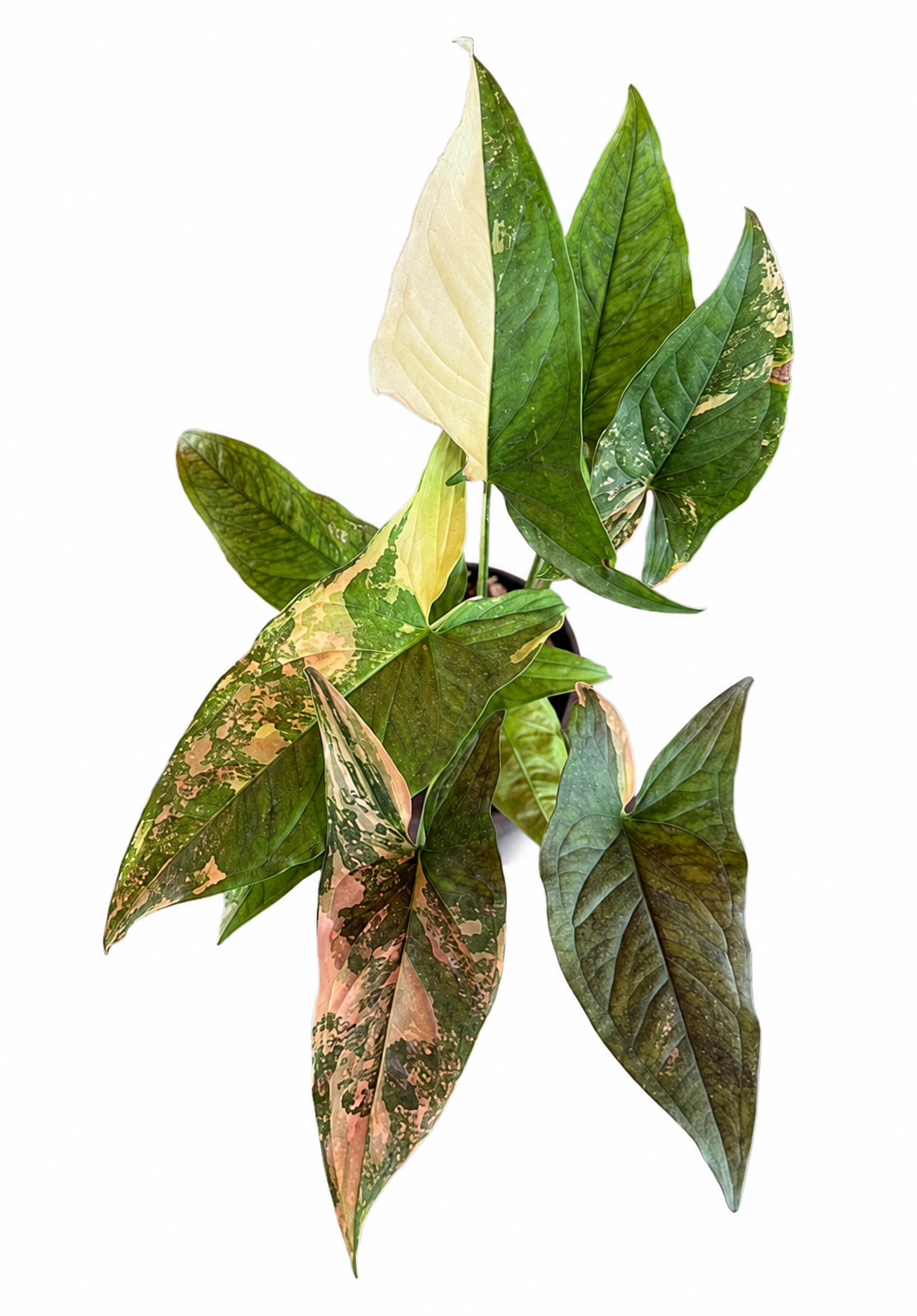 Syngonium Aurea