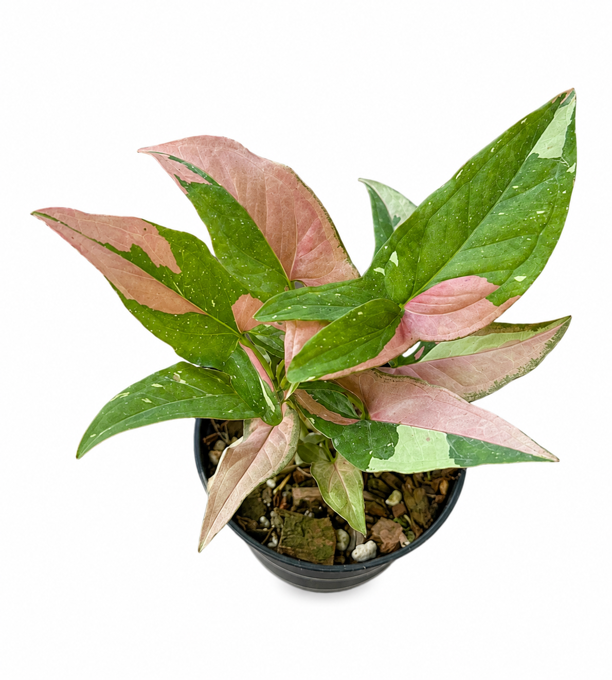 Syngonium Red Spot Tricolour
