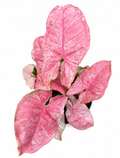 Syngonium Venom
