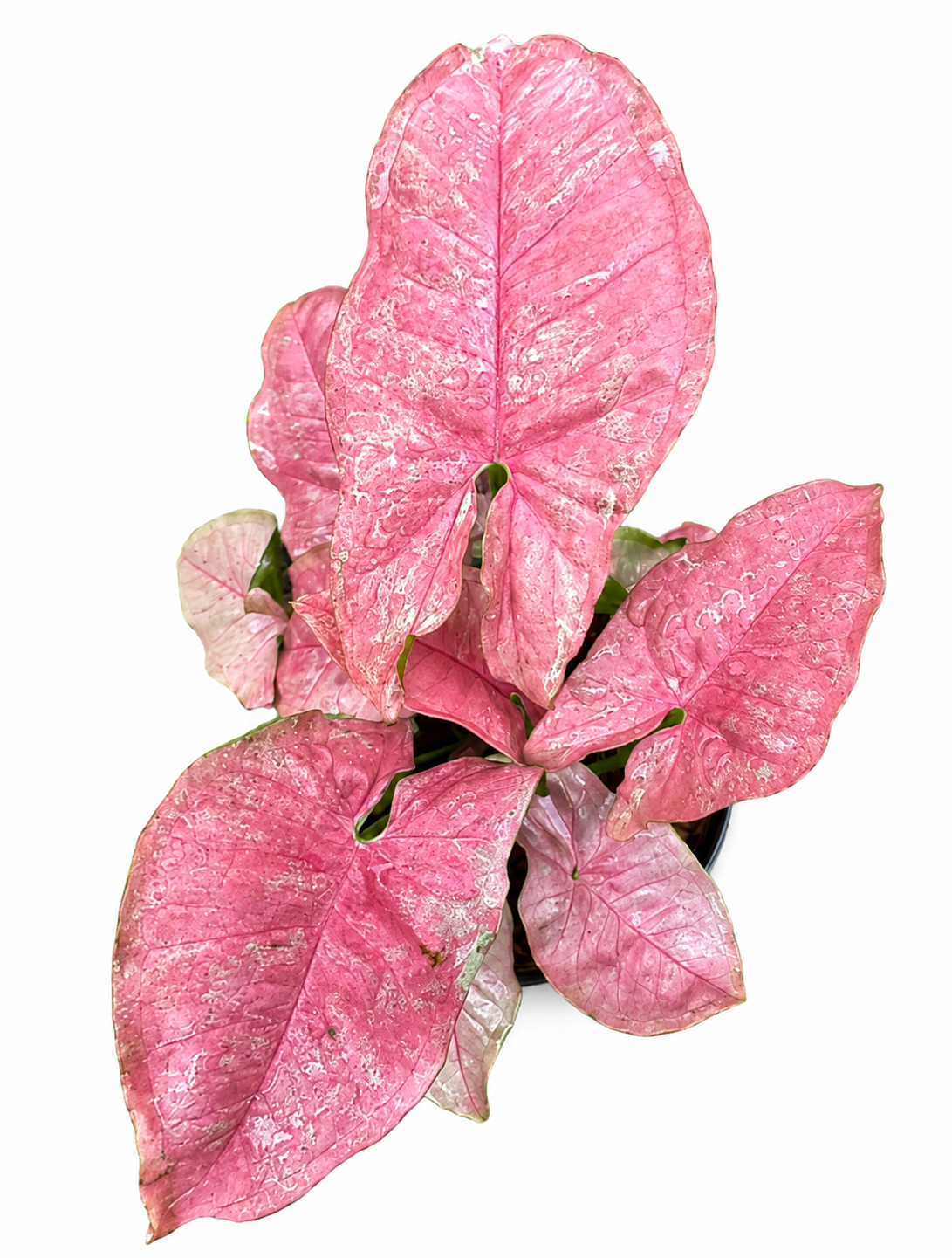 Syngonium Venom