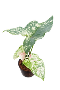 Syngonium Yok Siam