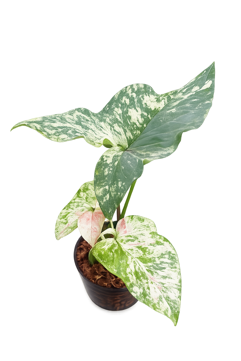 Syngonium Yok Siam