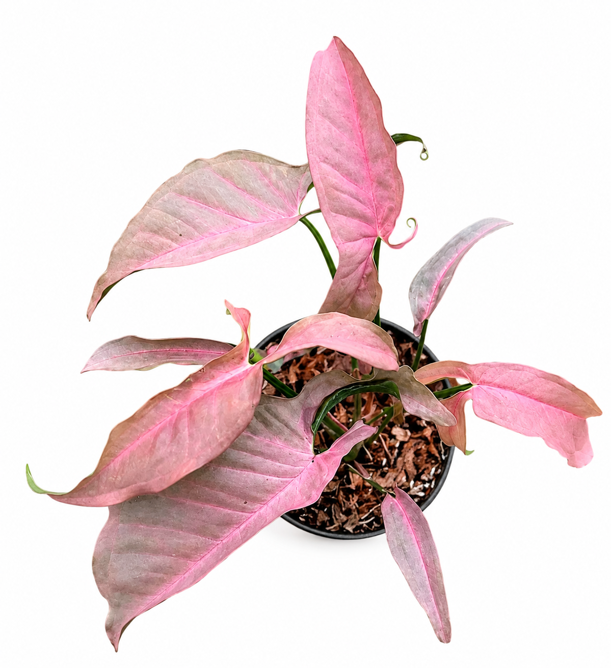 Syngonium T1510