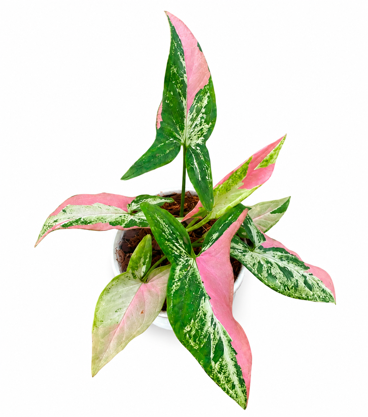 Syngonium Tricolour Migma
