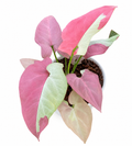 Syngonium Raspberry Variegated