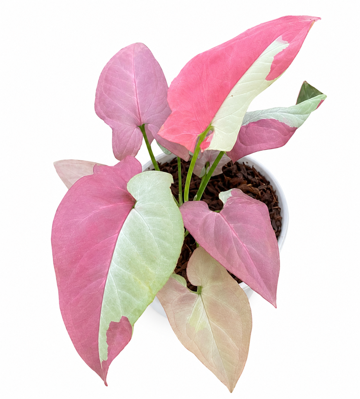 Syngonium Raspberry Variegated