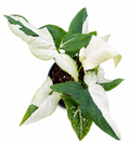 Syngonium Green Tea Salmon