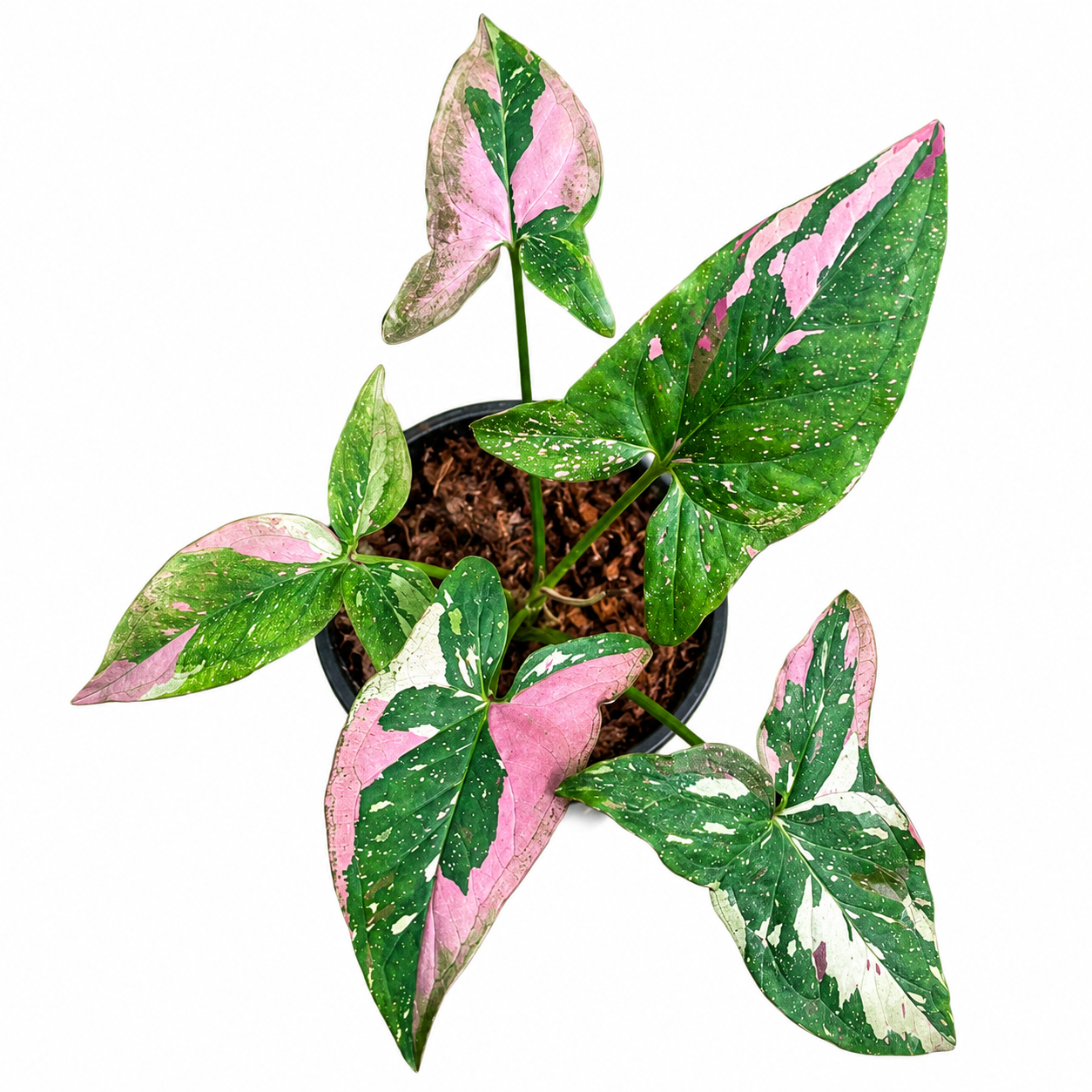 Syngonium Tricolour Pink on Pink