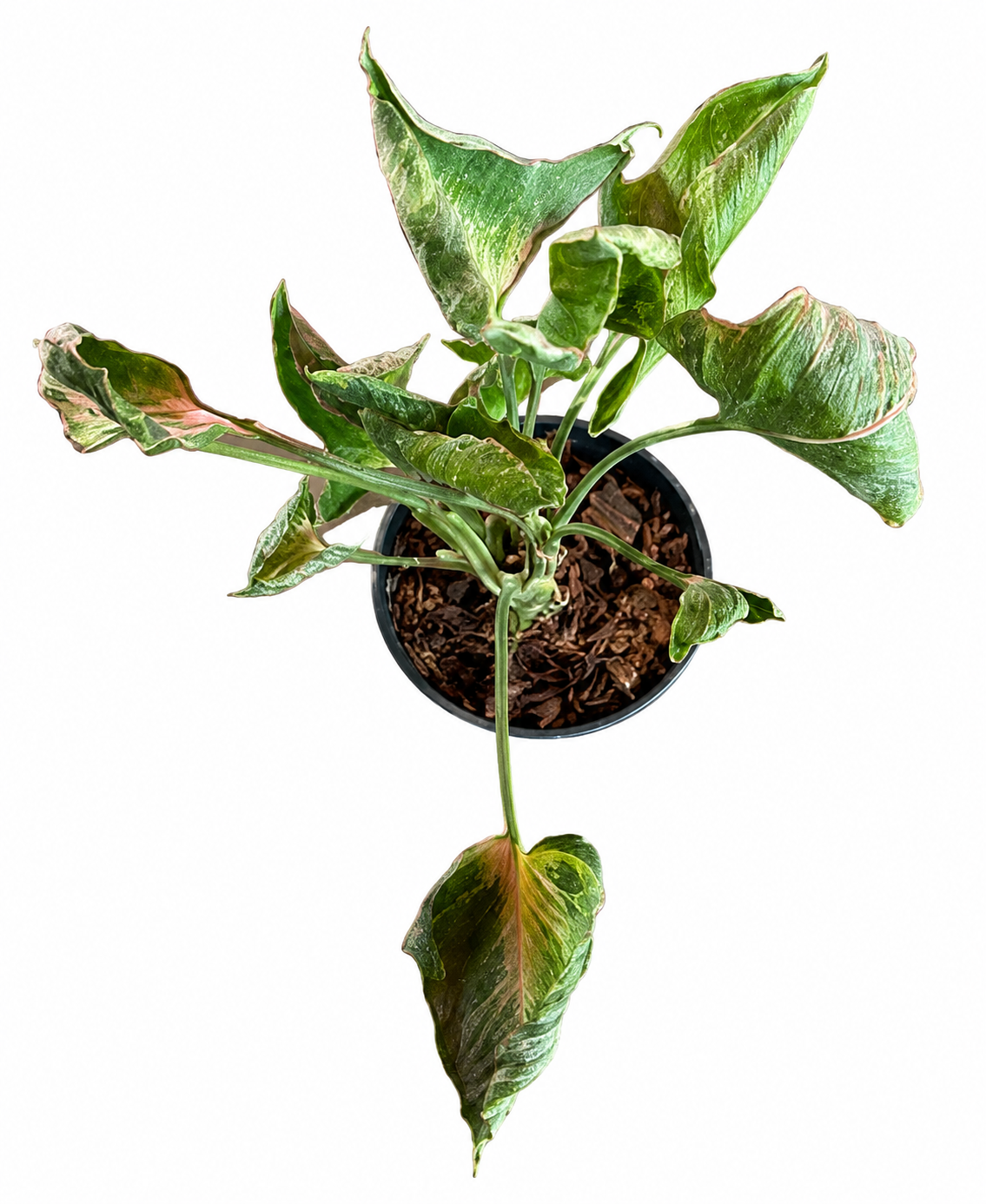 Syngonium Godzilla