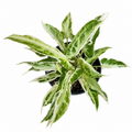 Syngonium Starlight