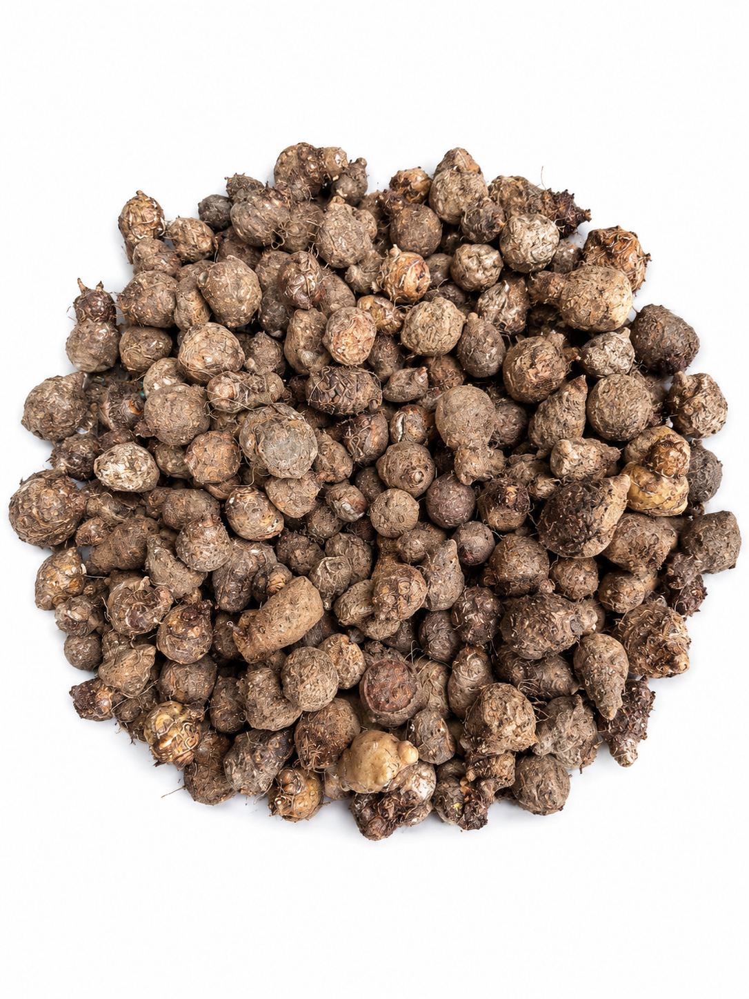 Caladium Bulbs Mix (4 bulbs)