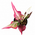 Caladium 001