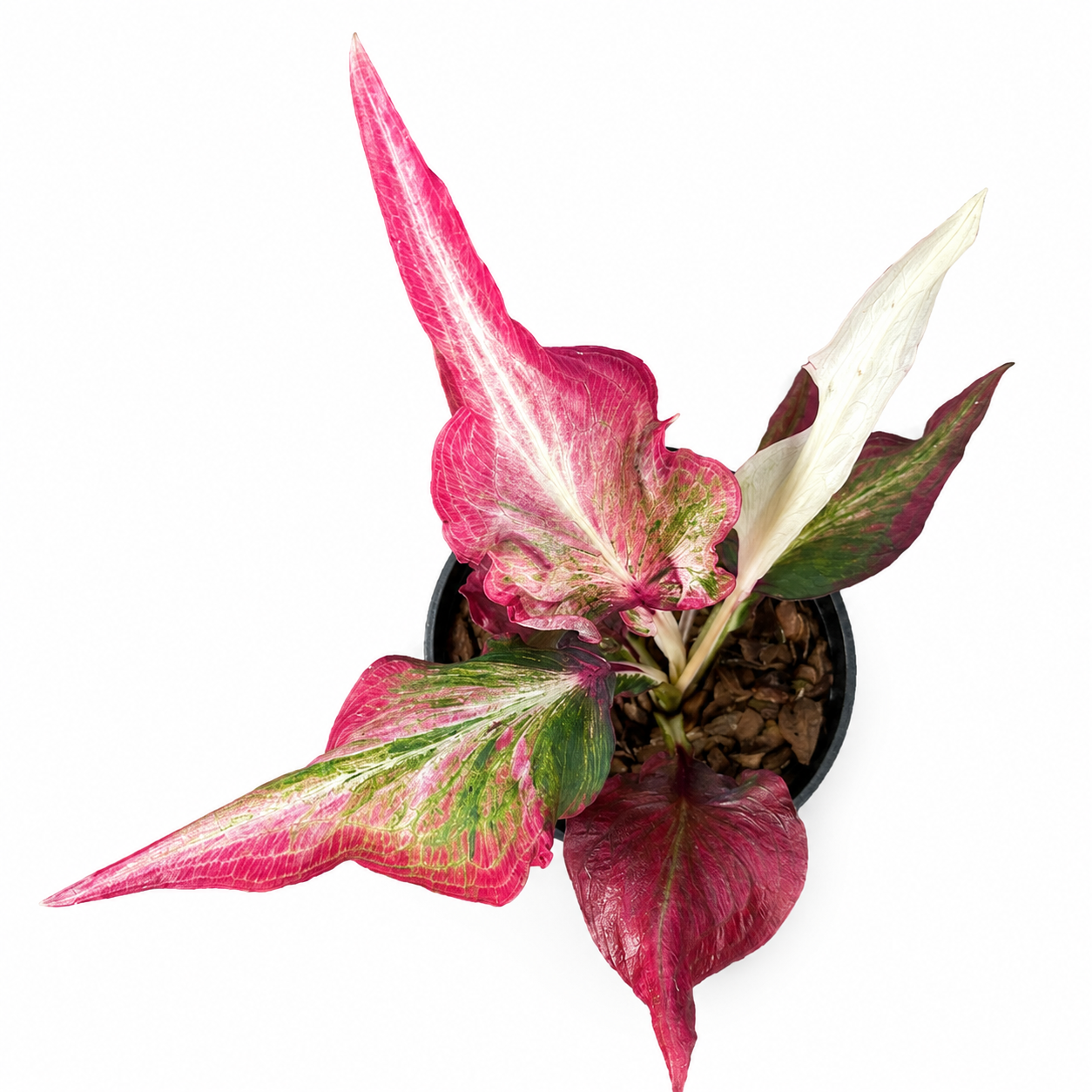 Caladium 001