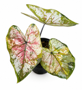 Caladium 002