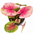Caladium 003