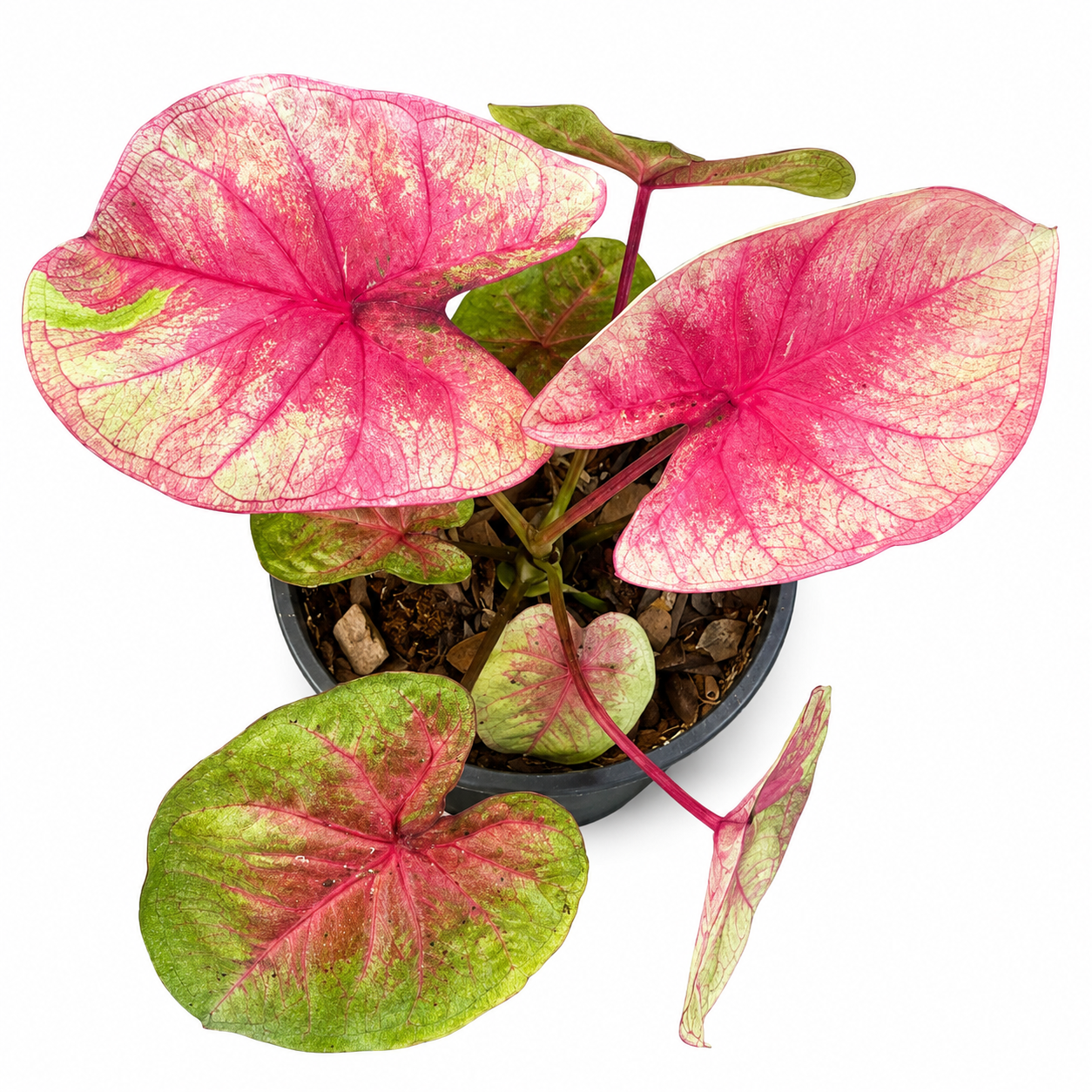 Caladium 003