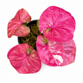 Caladium 004