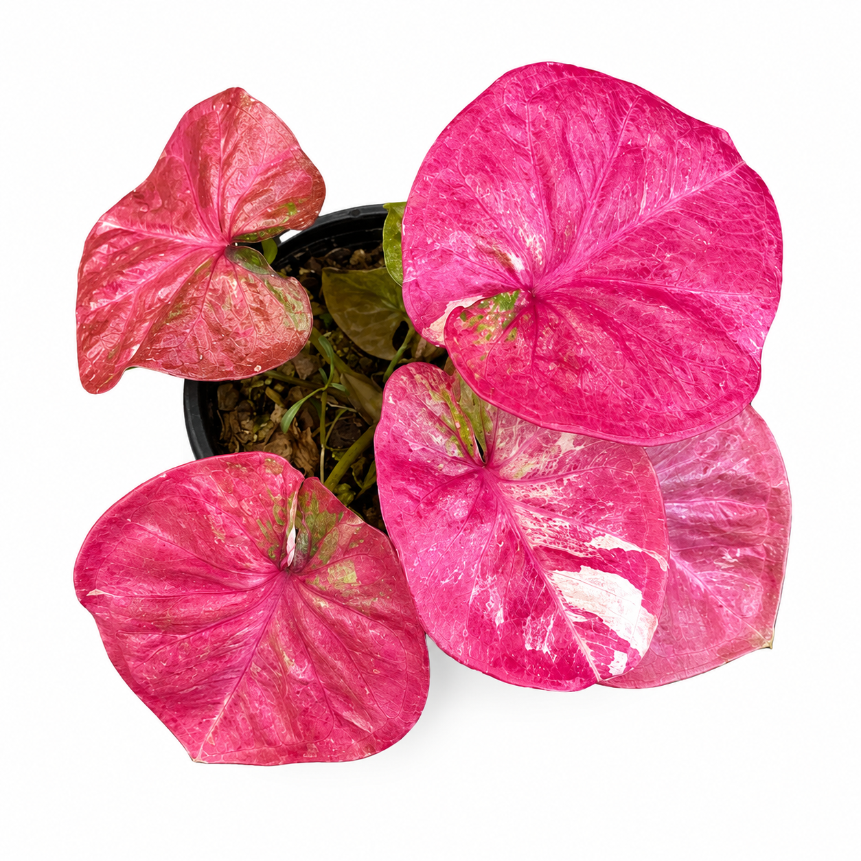 Caladium 004