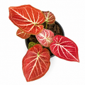 Caladium 005