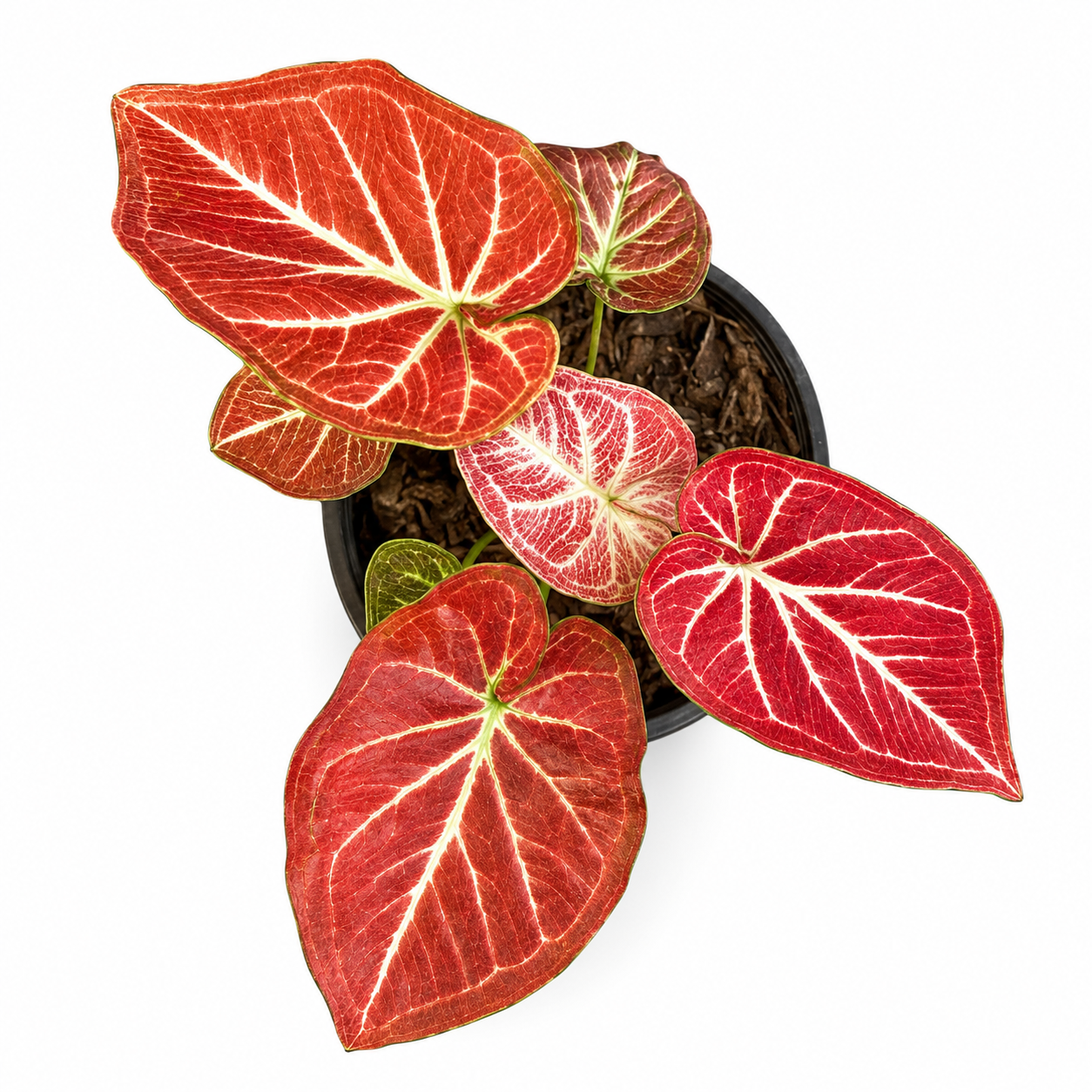 Caladium 005