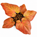 Caladium 007