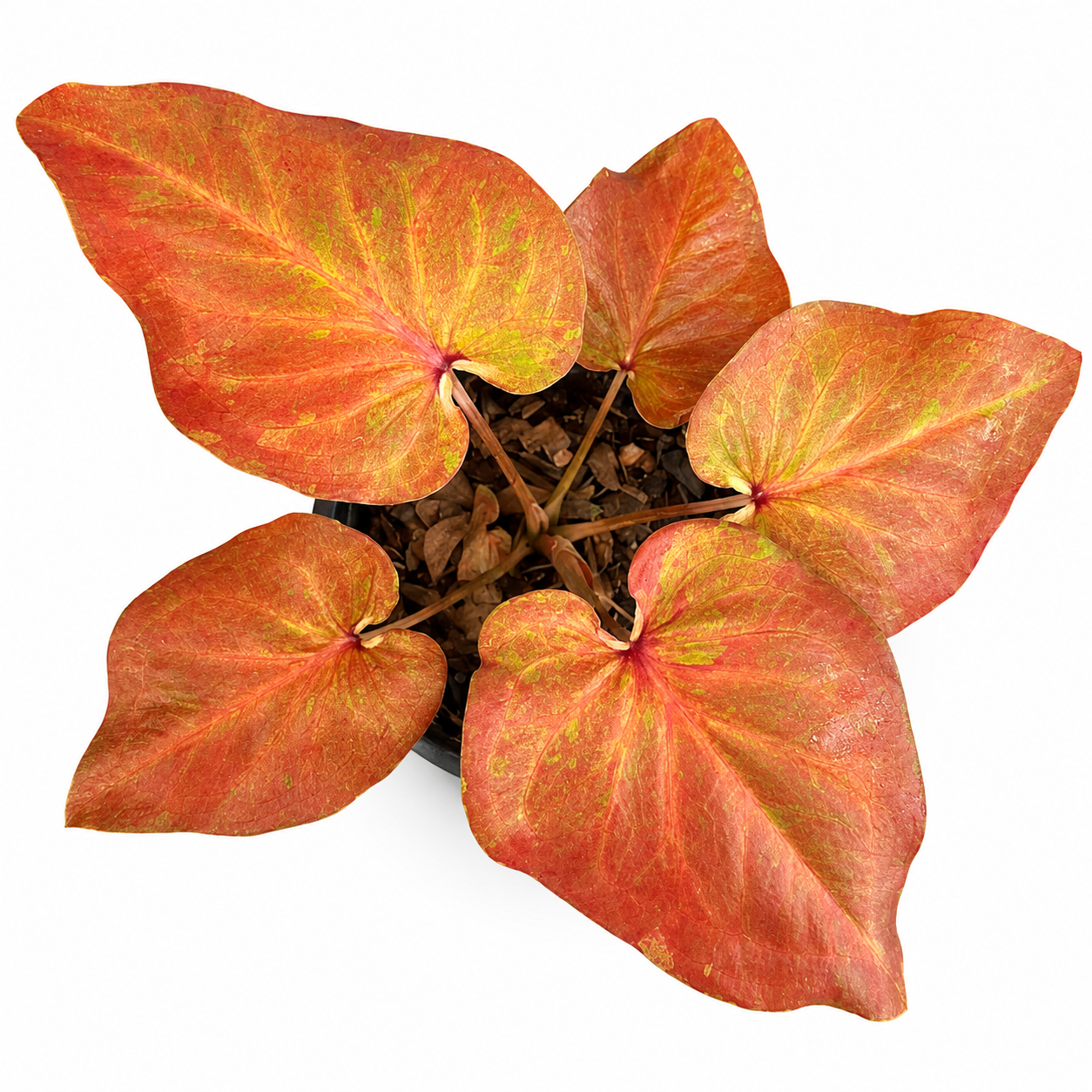 Caladium 007