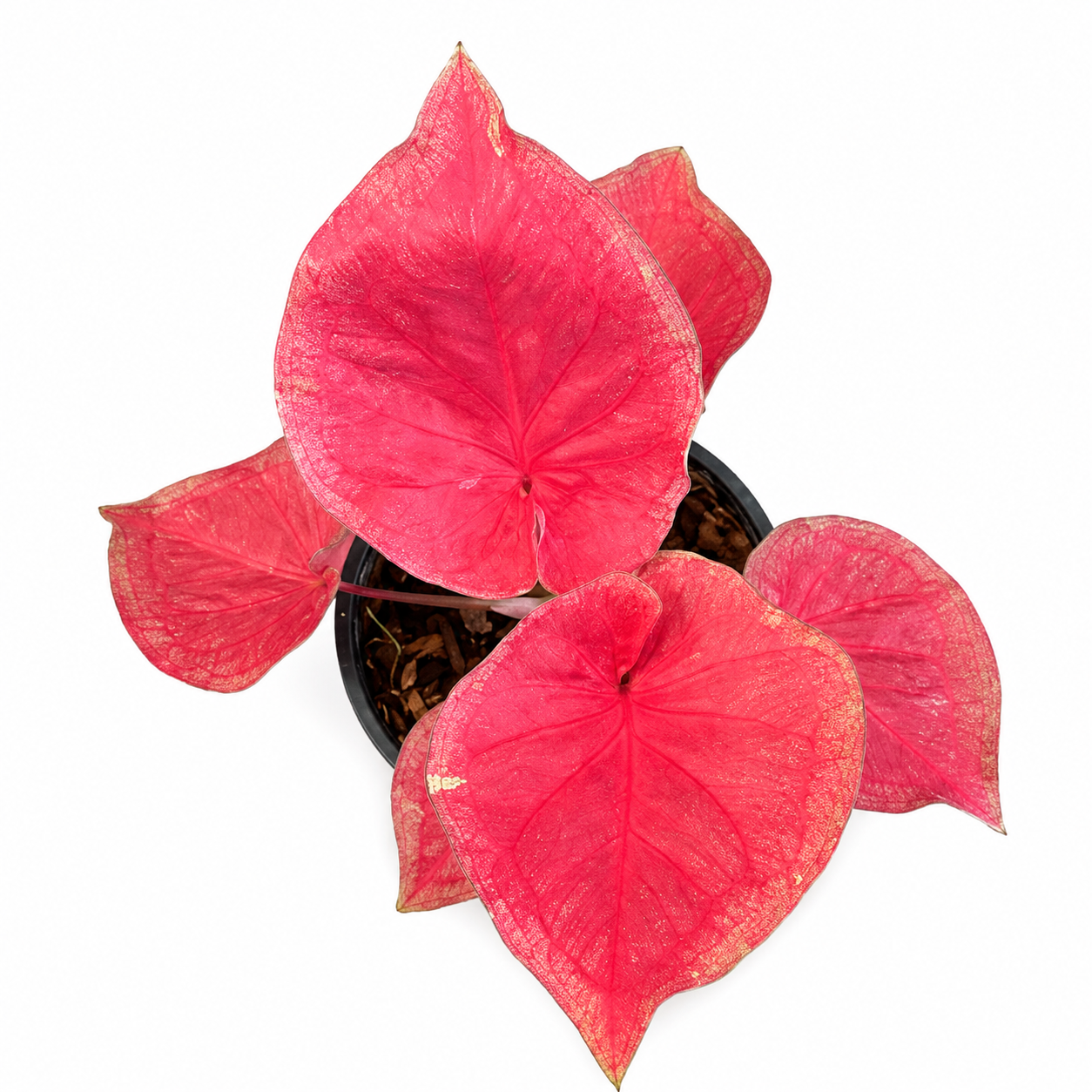 Caladium 006