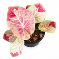 Caladium 008