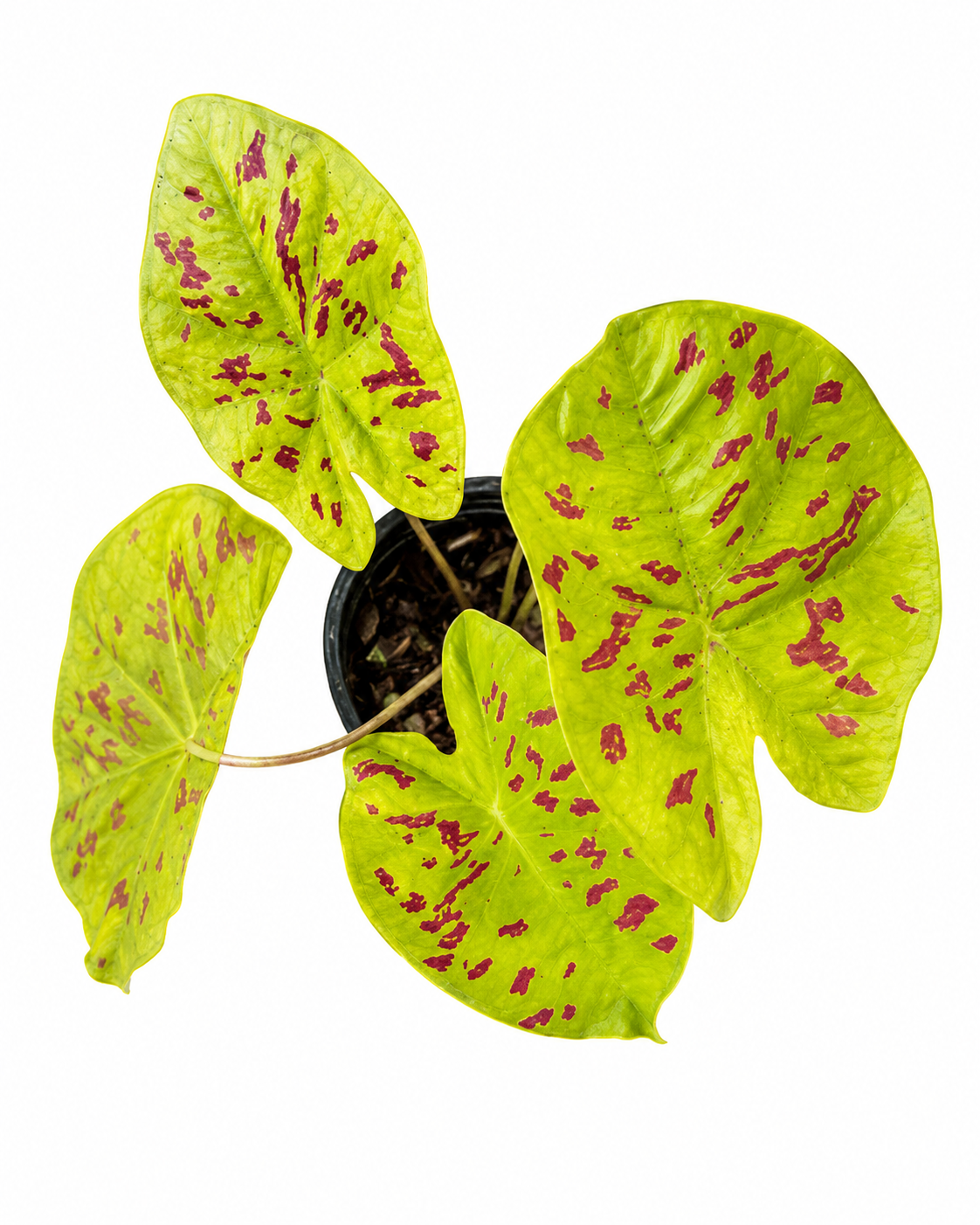 Caladium 009