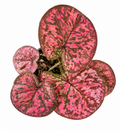 Caladium 010