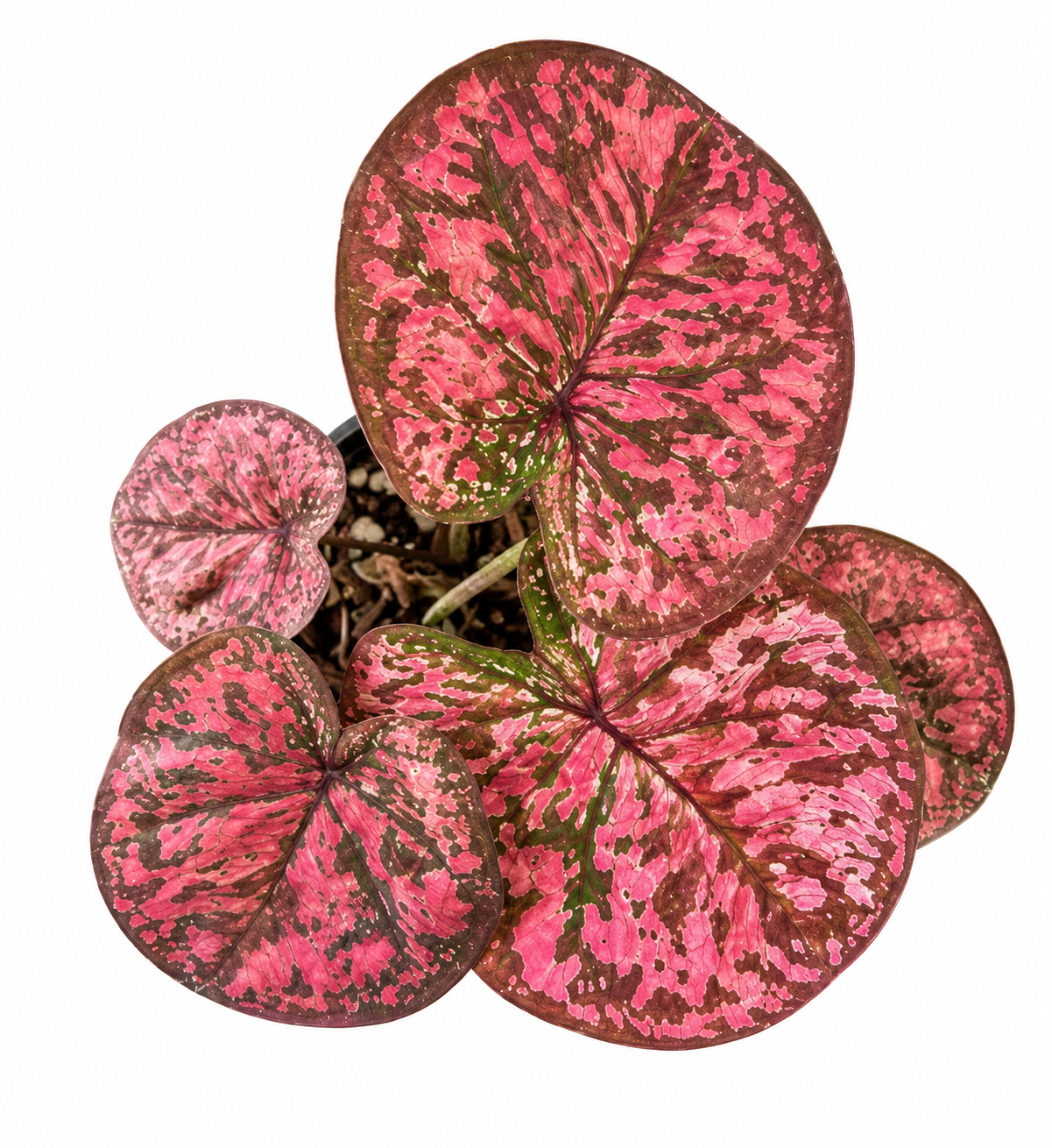 Caladium 010