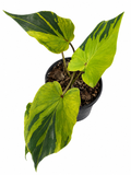 Caladium 011