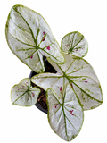 Caladium 012