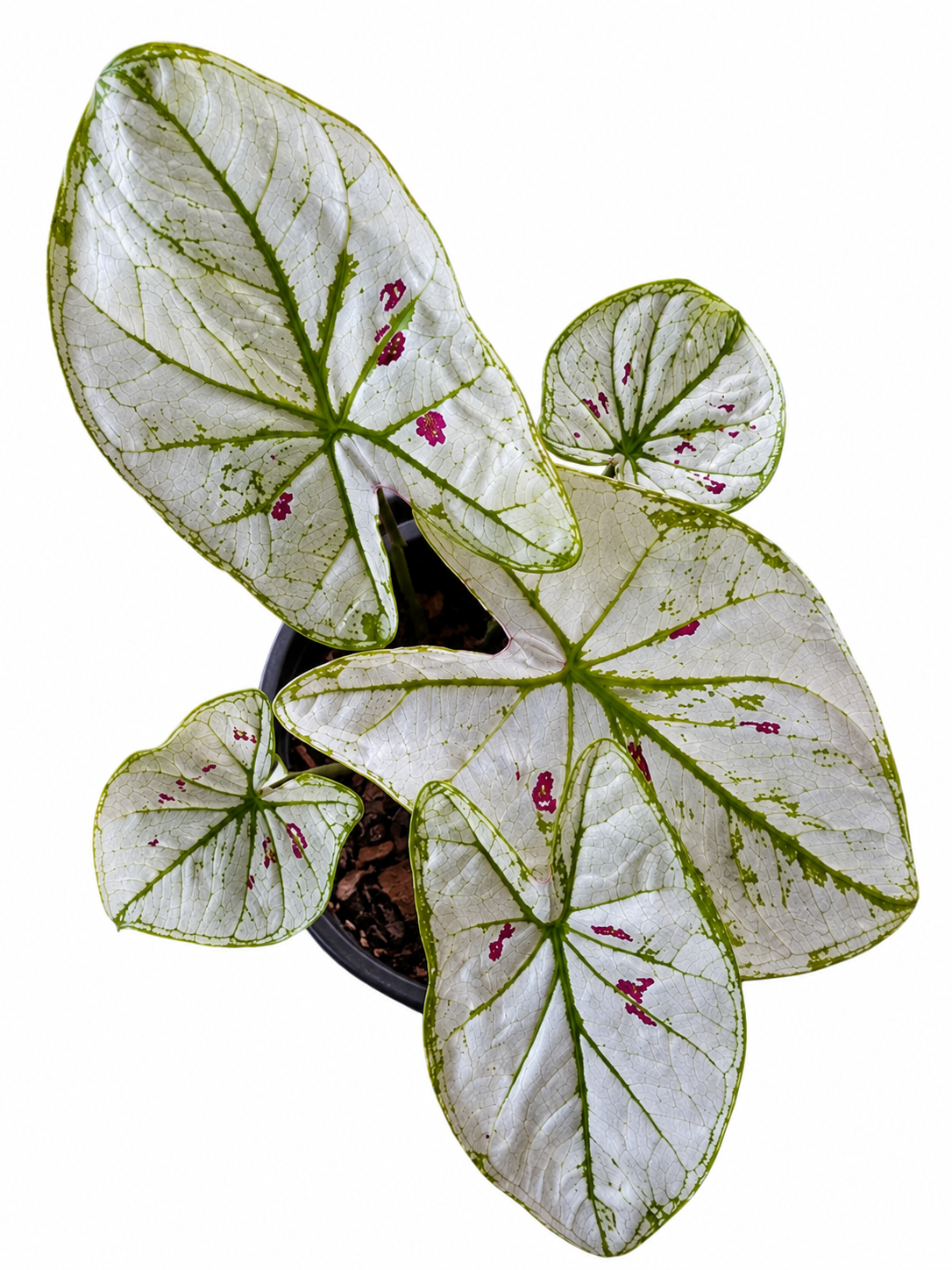 Caladium 012