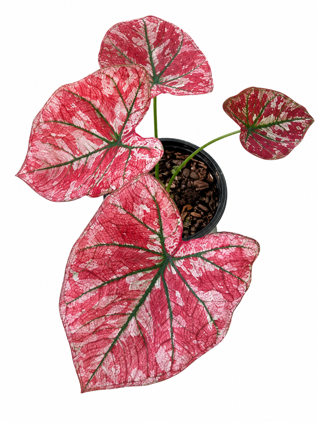 Caladium 013