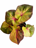 Caladium 014