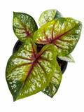 Caladium 015