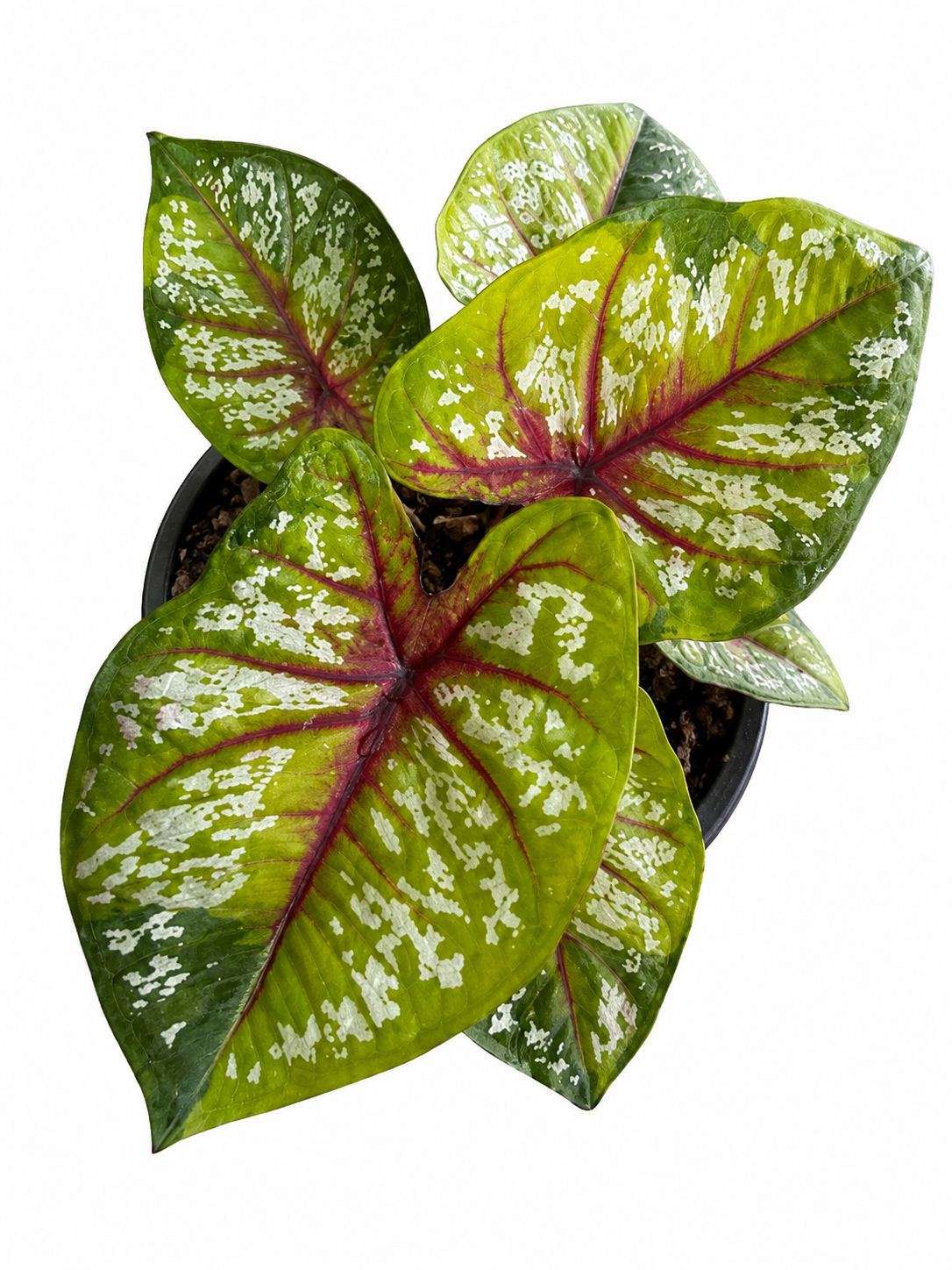 Caladium 015