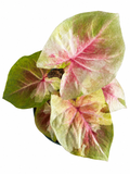 Caladium 016