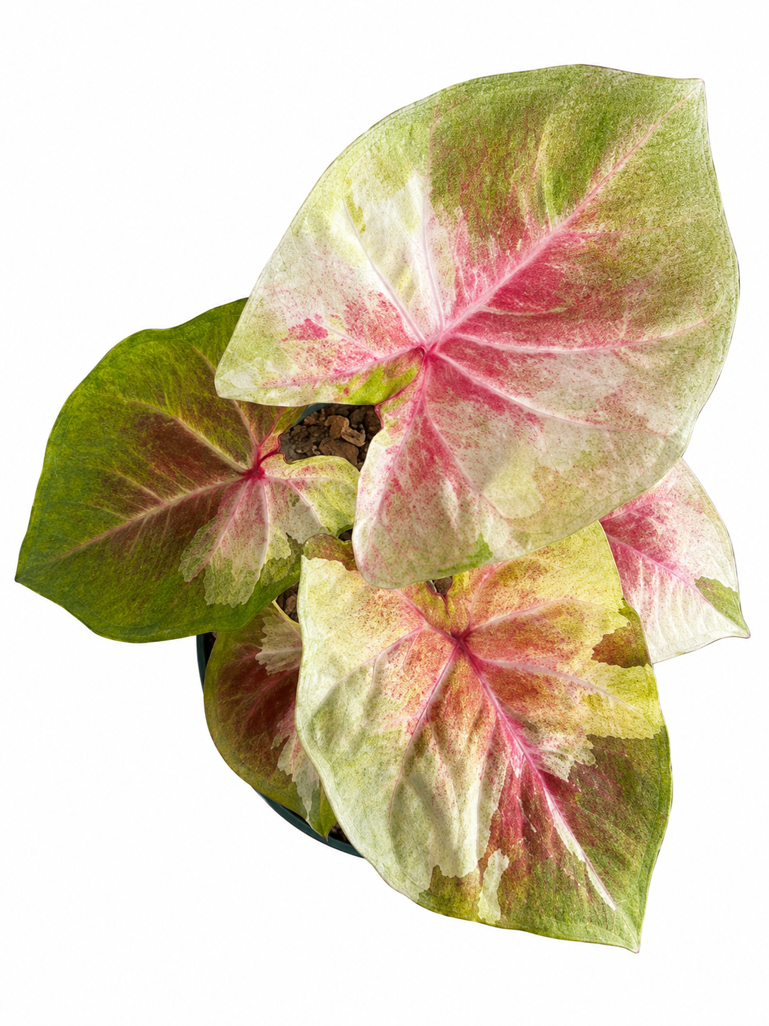 Caladium 016