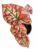 Caladium 017