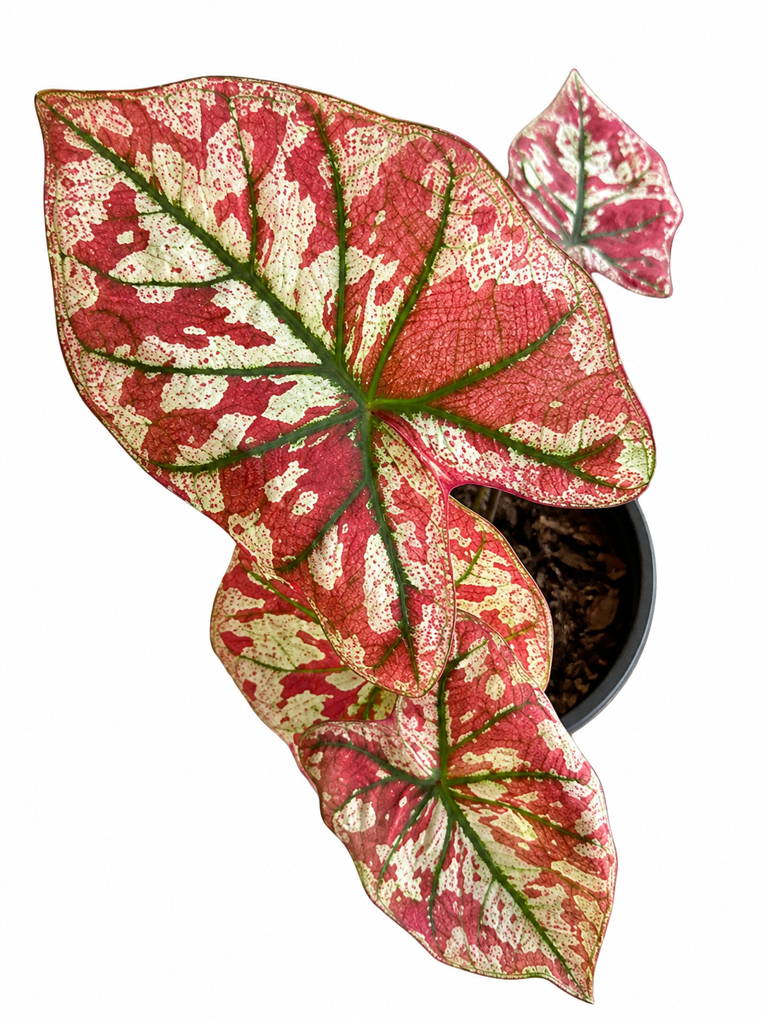 Caladium 017