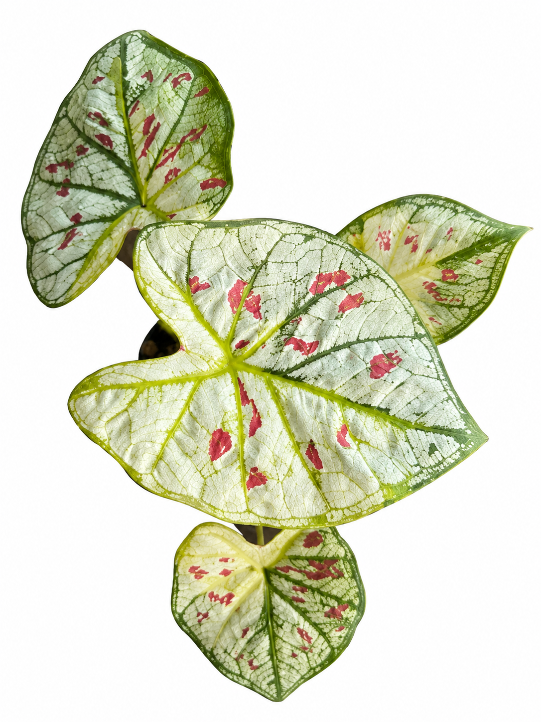 Caladium 018