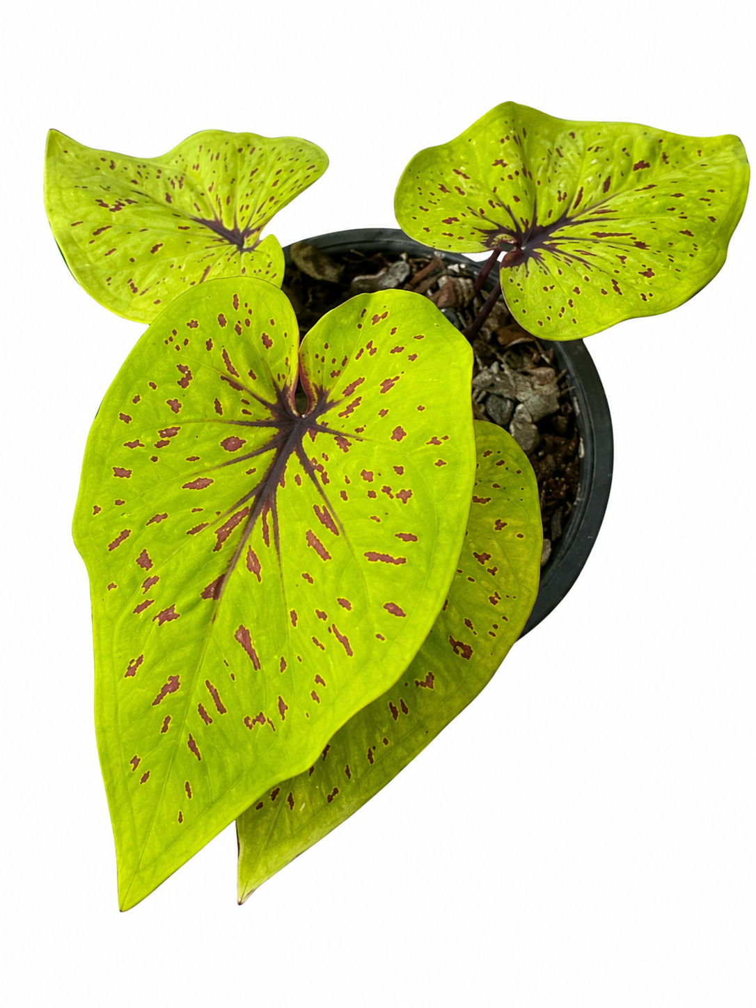 Caladium 019