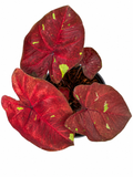 Caladium 020