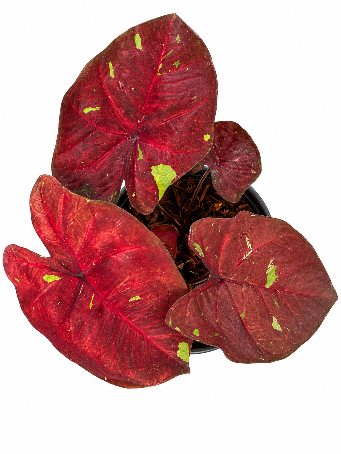 Caladium 020