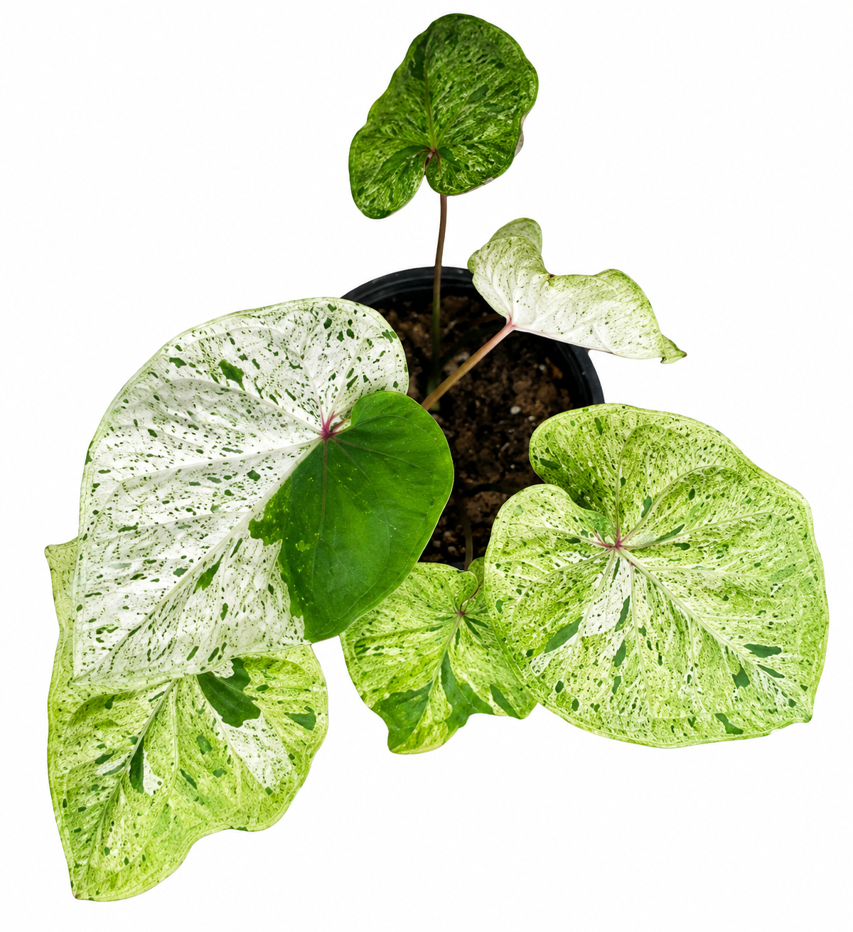 Caladium 021