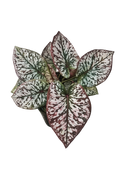 Caladium 022